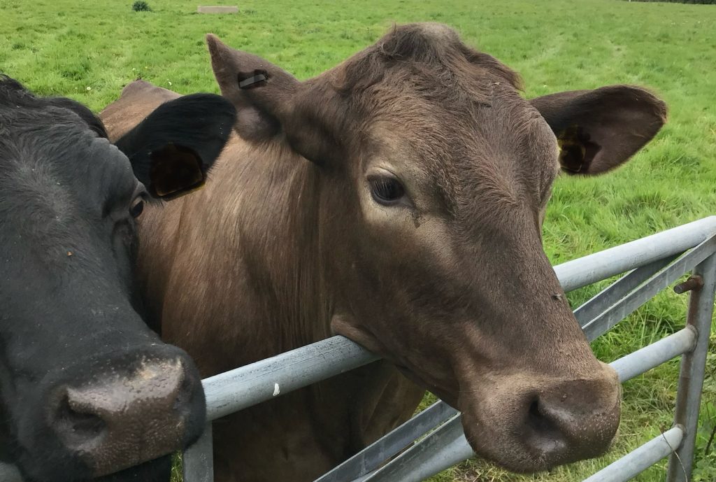 Photograph of two brown cows leaning over a gate waiting for food, of God's Word?